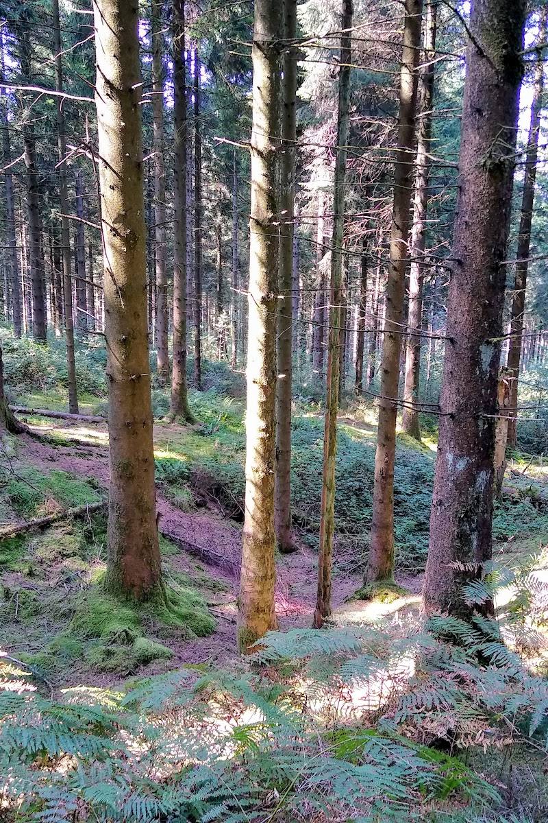 Wentwood