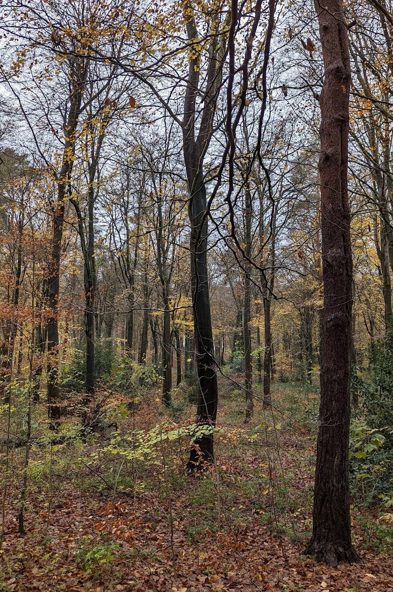 West Woods