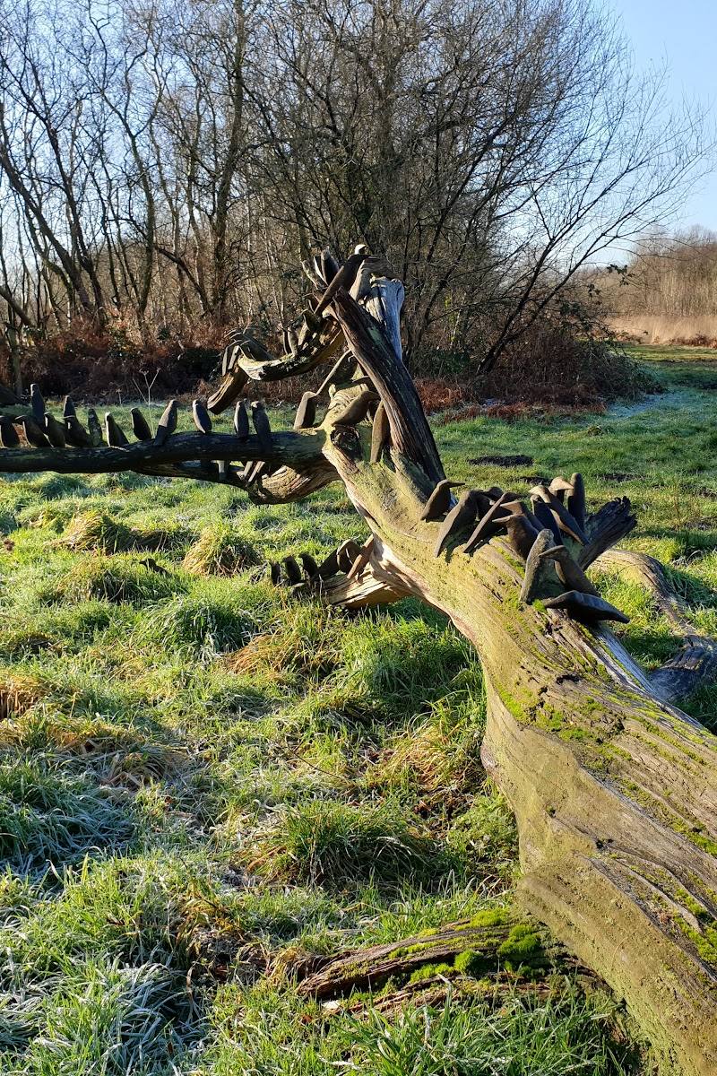 Westhay Moor National Nature Reserve
