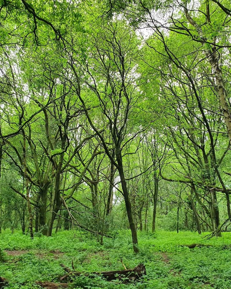 Whippendell Wood — Source image
