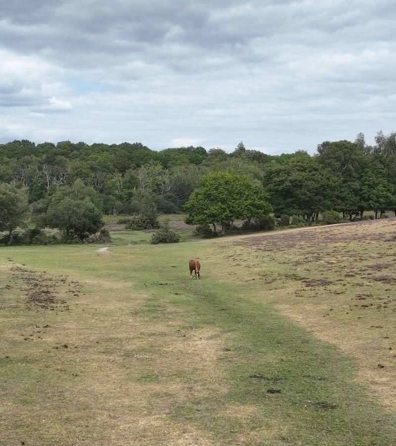 Whitefield Moor