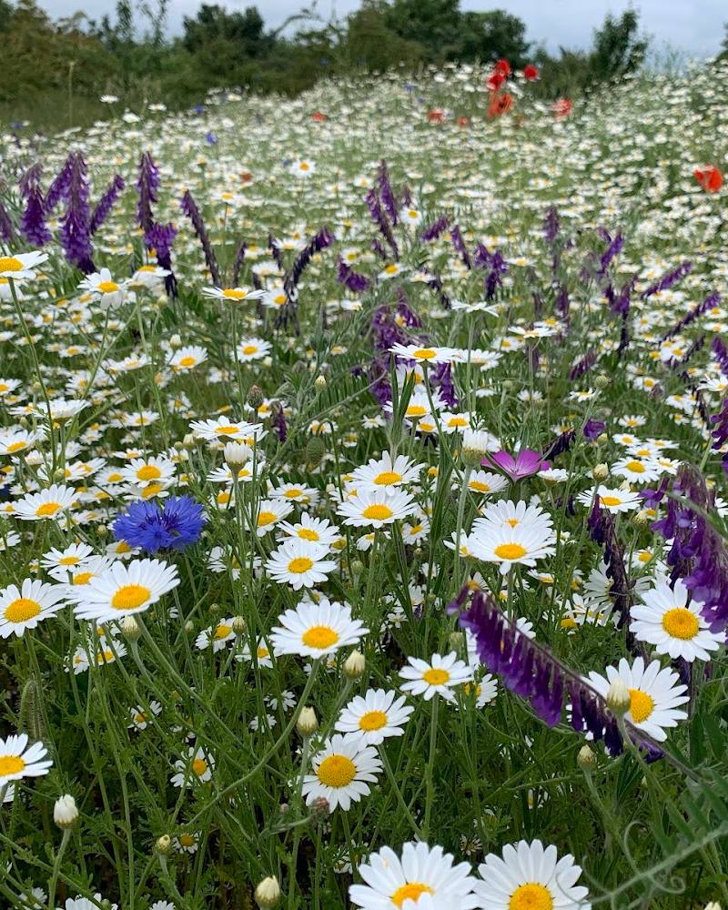 Wildflower meadow, Landseer Park — Source image