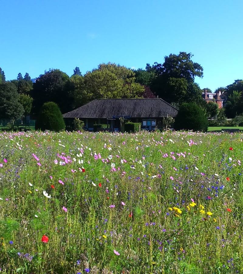 Wildflower Meadow, Preston Park — Source image