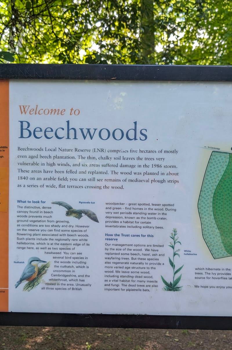Wildlife Trust BCN Beechwoods Nature Reserve