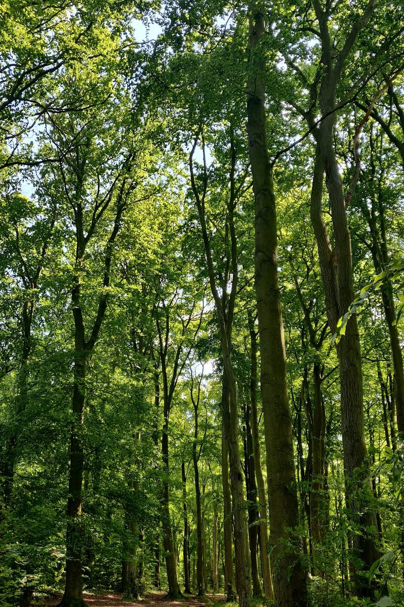 Beechwoods Nature Reserve — Place photograph
