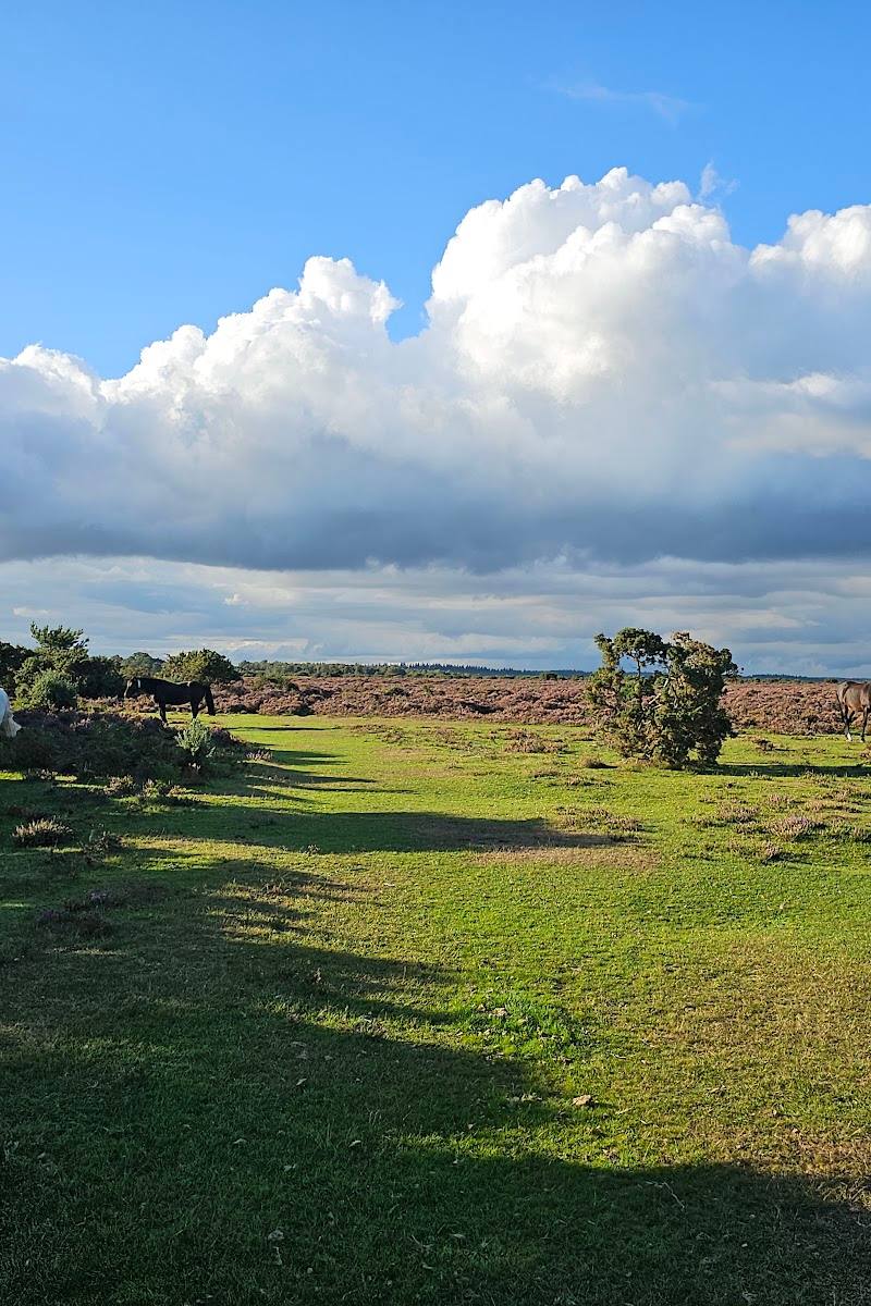 Wilverley Inclosure — Place photograph (2 of 3)