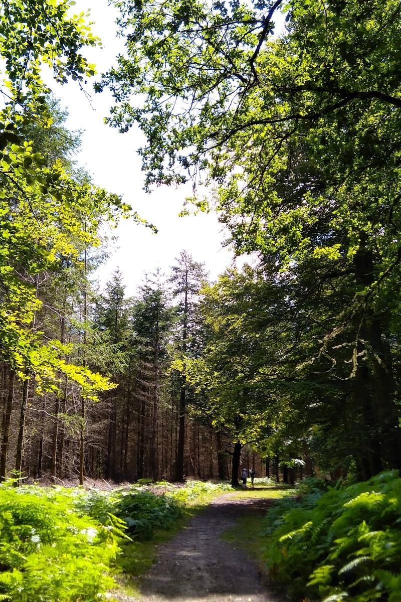 Wilverley Inclosure — Place photograph
