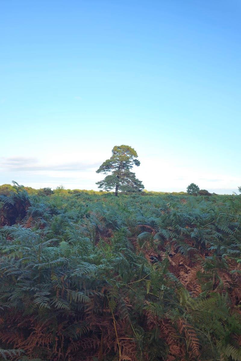 Wilverley Inclosure — Place photograph (3 of 3)