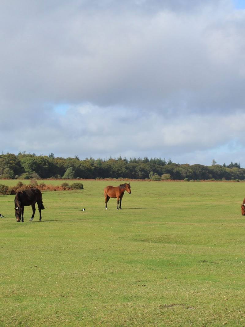 Wilverley Inclosure — Place photograph (3 of 3)