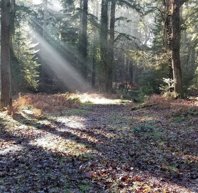 Wilverley Inclosure — Place photograph (2 of 3)