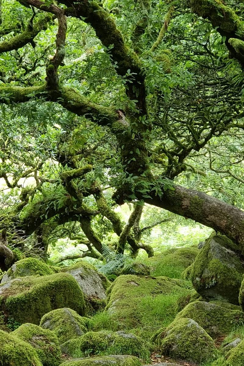 Wistman's Wood — Place photograph
