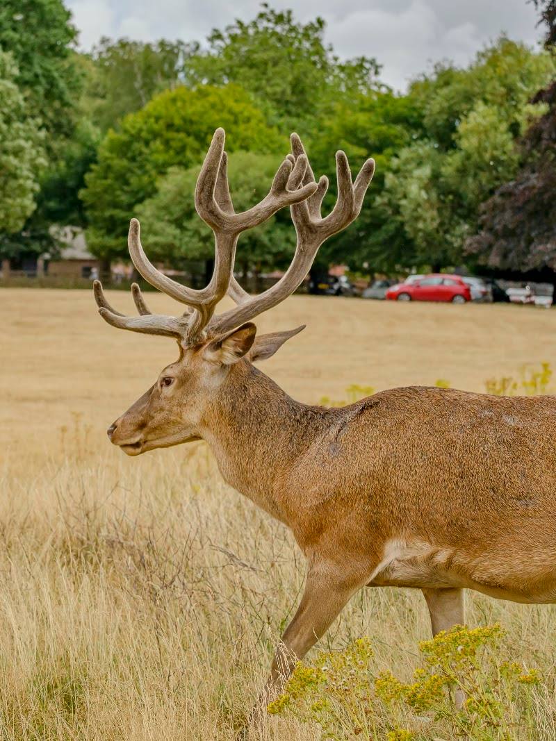 Wollaton Hall and Deer Park