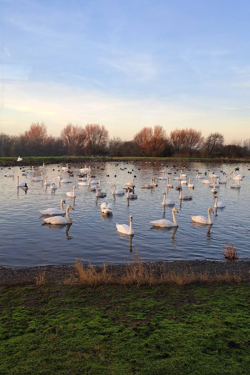WWT Caerlaverock — Place photograph