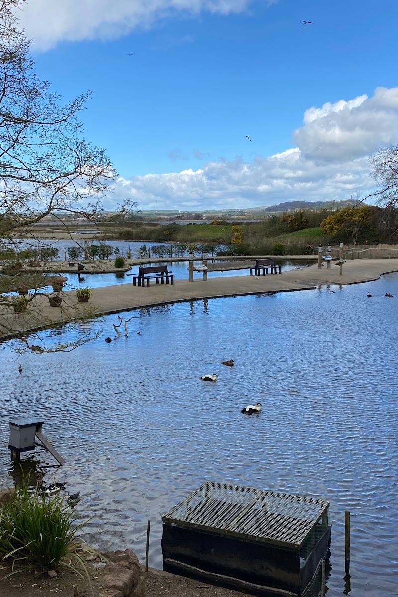 WWT Castle Espie — Place photograph