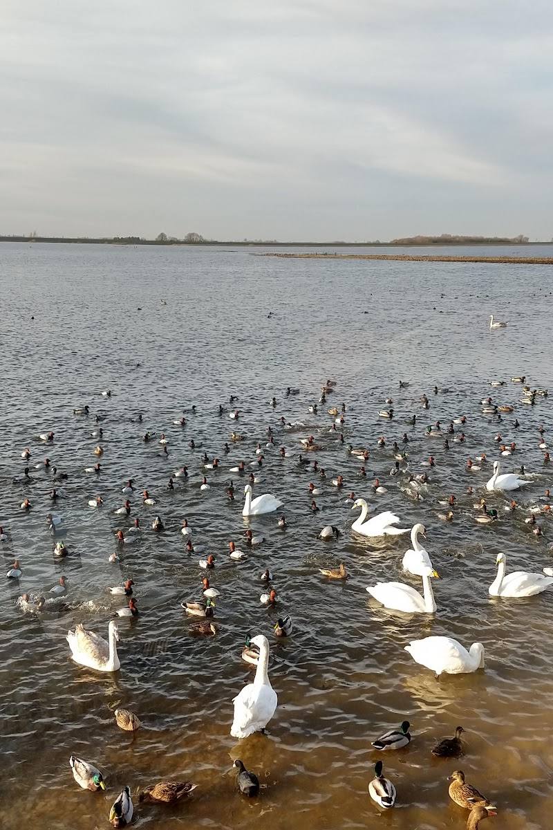 WWT Welney