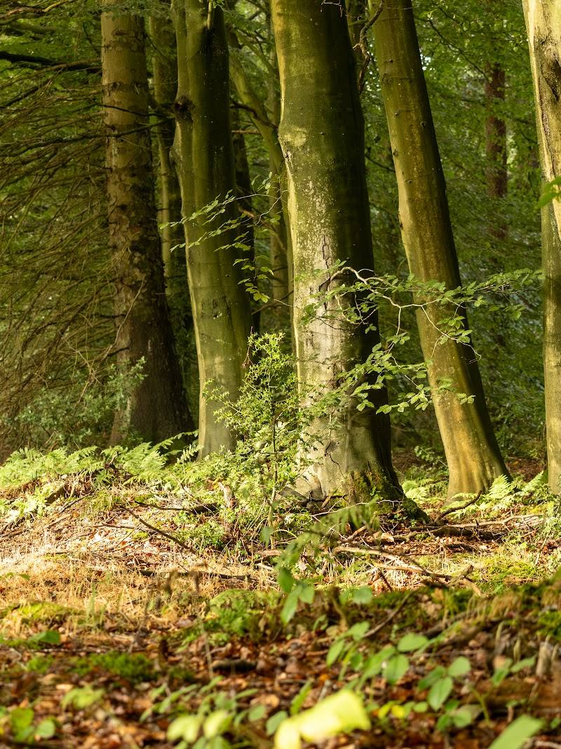 Wykeham Forest