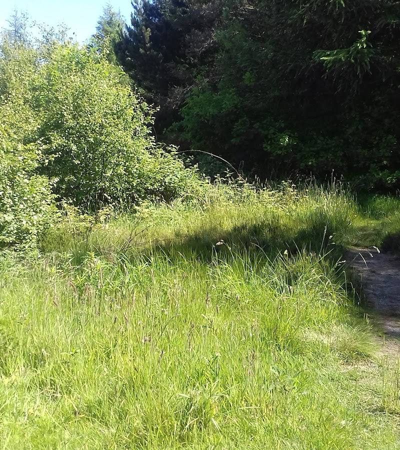 Wykeham Forest