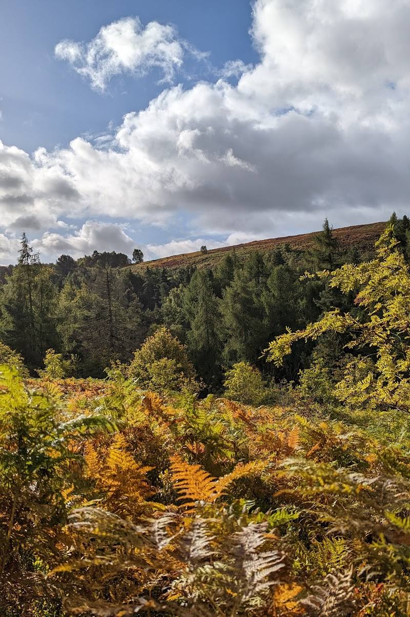 Wyming Brook Woodland — Place photograph (3 of 3)