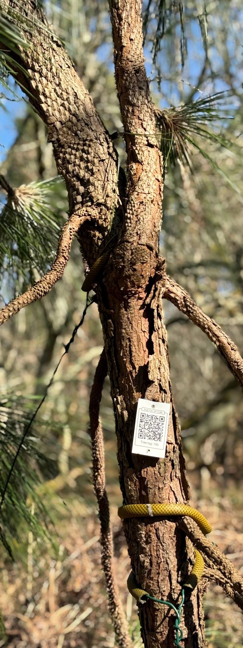 Wynkcoombe Arboretum