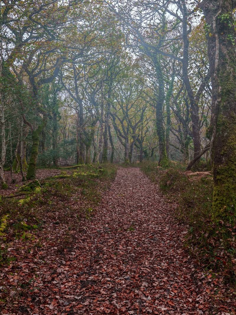 Yarner Wood — Place photograph (2 of 3)