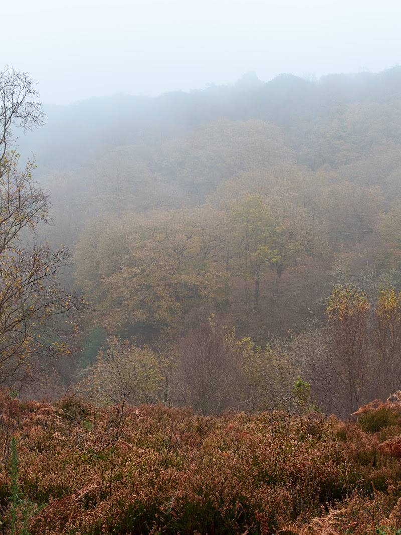 Yarner Wood — Place photograph (1 of 3)