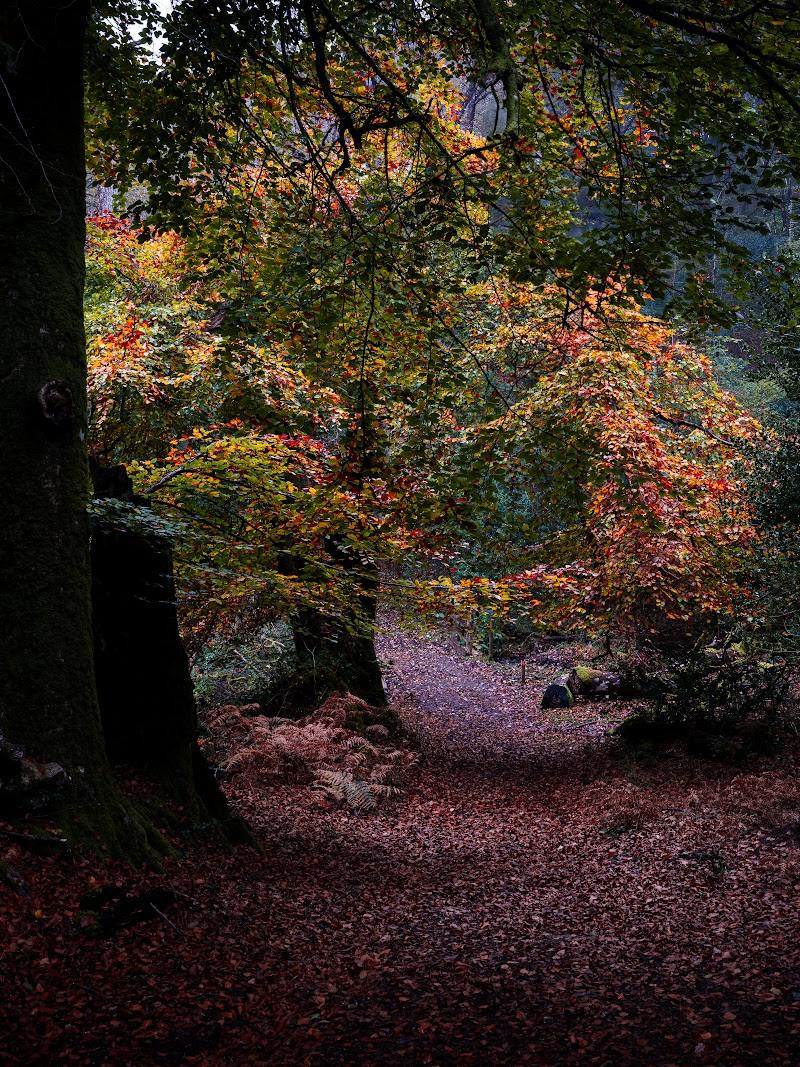 Yarner Wood — Place photograph (3 of 3)